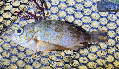 Darkbanded rockfish (Sebastes ventricosus) — Sebastidae — 2
