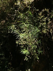 Veronica stenophylla stenophylla