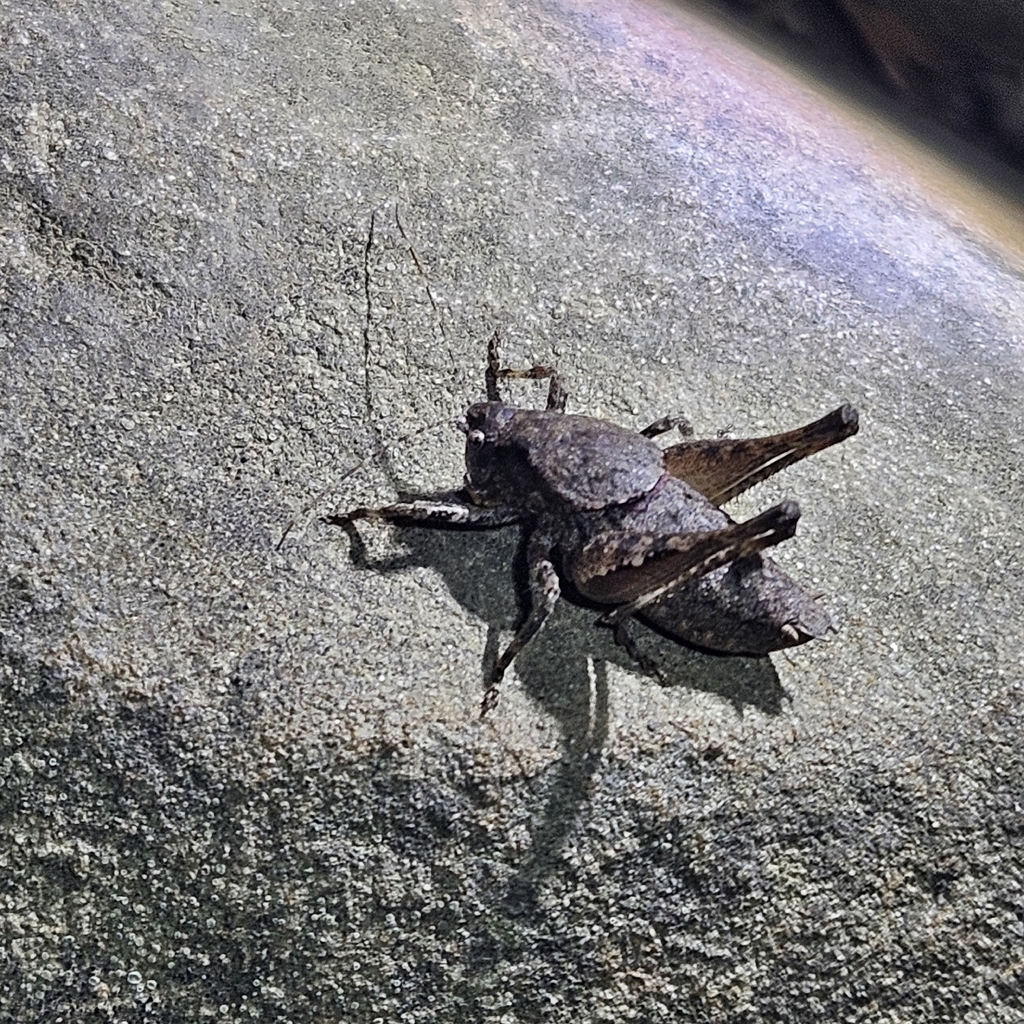 Diminutive Shieldback