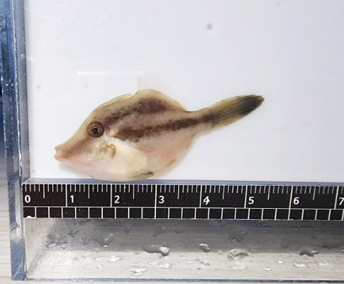 Hair-finned filefish (Paramonacanthus oblongus) — Monacanthidae