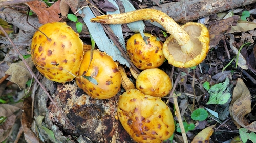 Pholiota