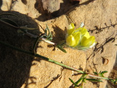 Aspalathus tridentata