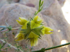 Aspalathus tridentata