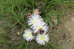 Delosperma sutherlandii
