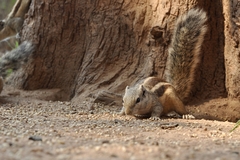 Funambulus pennantii