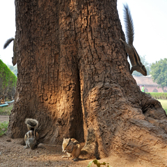 Funambulus pennantii