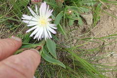 Delosperma sutherlandii