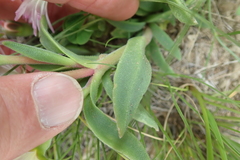 Delosperma sutherlandii