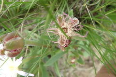 Delosperma sutherlandii