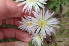 Delosperma sutherlandii