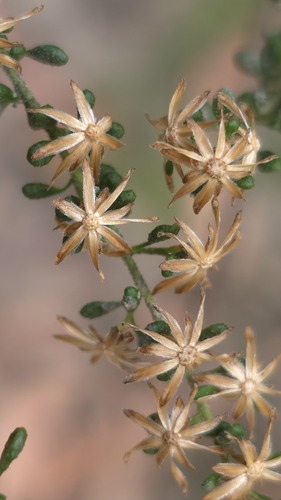 Olearia microphylla, photograph 6