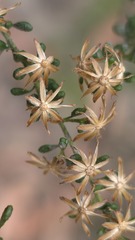 Olearia microphylla, photograph (c) Petra Holland, some rights reserved (CC BY)