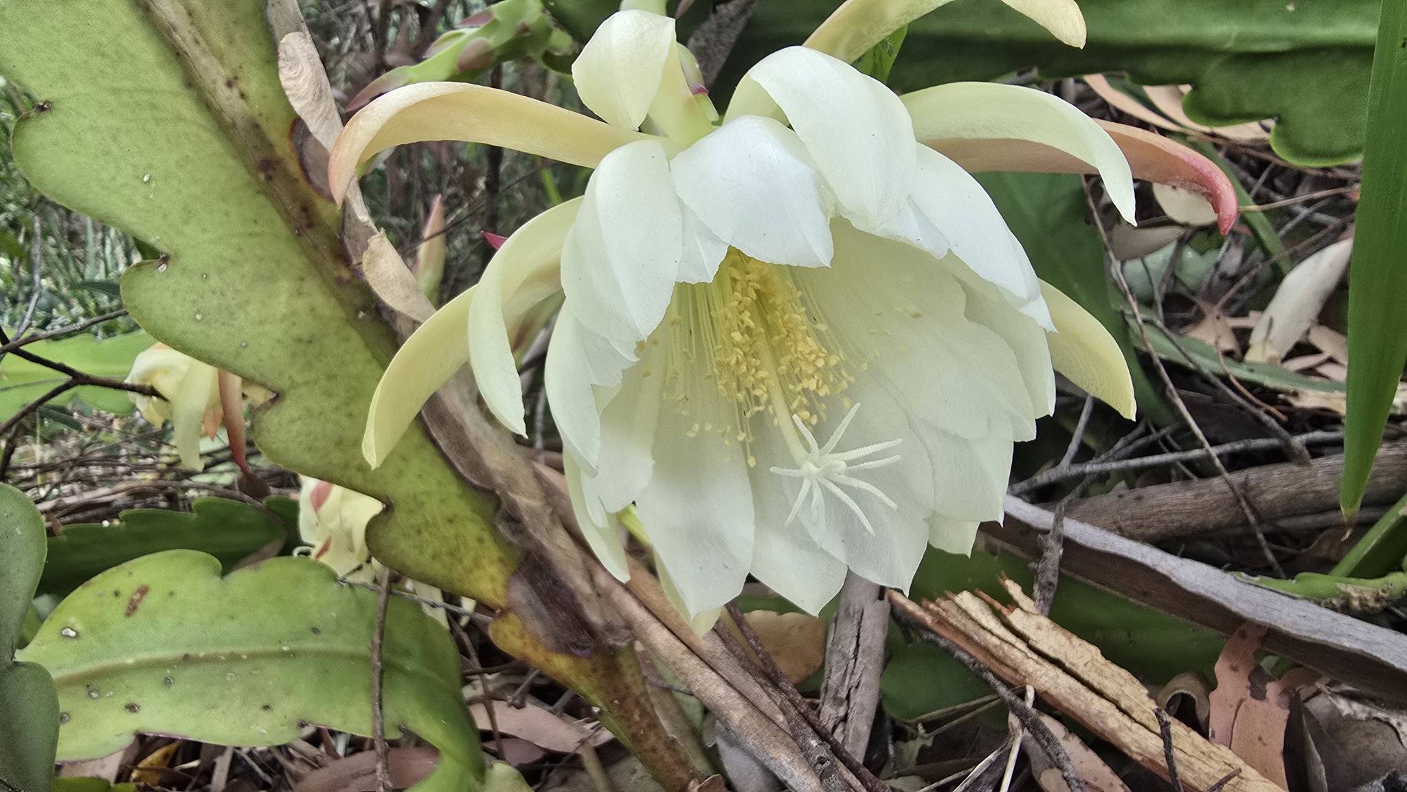 Queen Of The Night (Epiphyllum oxypetalum)