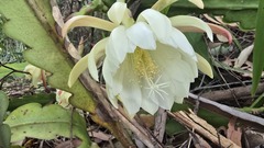 Queen Of The Night (Epiphyllum oxypetalum)