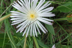 Delosperma sutherlandii
