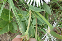 Delosperma sutherlandii