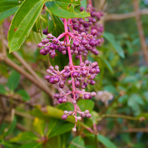 Medinilla pendula observed 2025-10-04