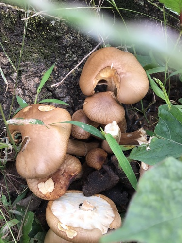 Cyclocybe cylindracea