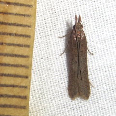 Dichomeris ligulella