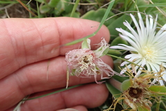 Delosperma sutherlandii