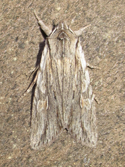 Lithophane lemmeri