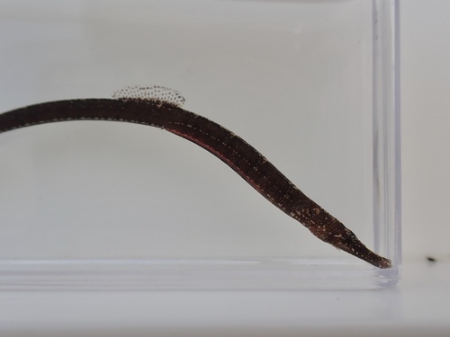 Belly pipefish (Hippichthys heptagonus) — Syngnathidae — 5