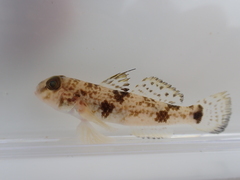 Shadow Goby photo 5