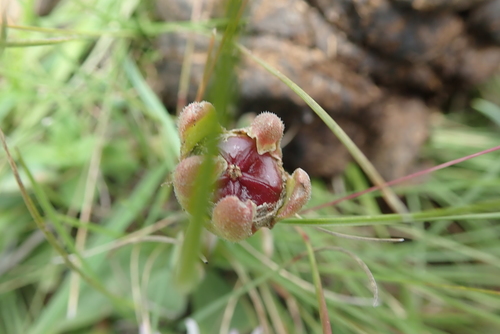 Image of Delosperma sutherlandii by no rights reserved