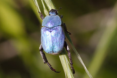 Hoplia coerulea