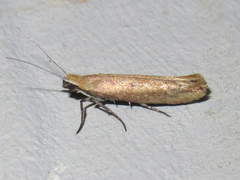 Ypsolopha ochrella