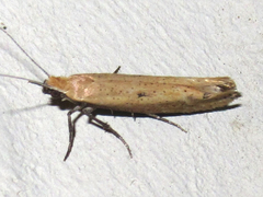 Ypsolopha ochrella