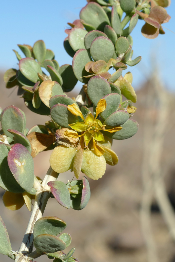 Tetraena rigida