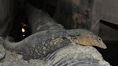 Varanus salvator macromaculatus