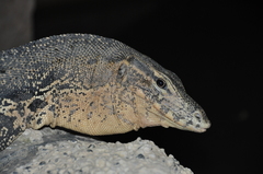 Varanus salvator macromaculatus