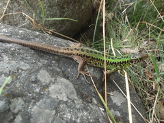 Lacerta schreiberi