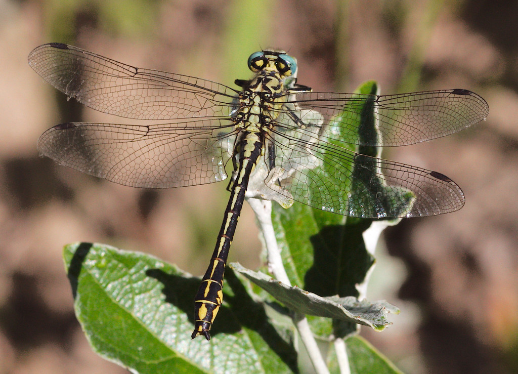 Yellow Clubtail
