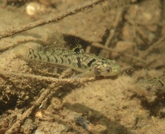 Mugilogobius chulae
