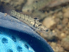 Mugilogobius chulae