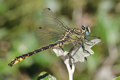 Gomphus simillimus