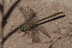 Gomphus pulchellus