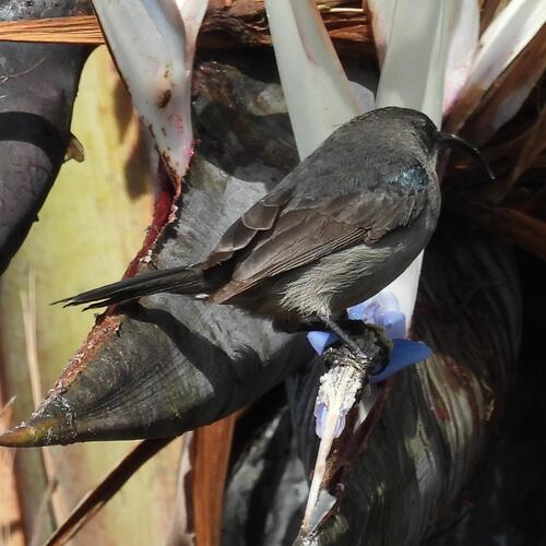 Grey Sunbird (Cyanomitra veroxii), photo 8