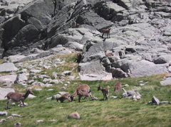 Capra pyrenaica victoriae