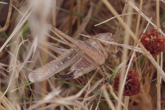 Platycleis intermedia