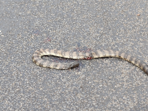 Tiger Snake sighting
