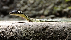 Chrysopelea paradisi