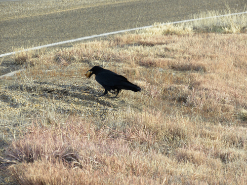 Crows And Ravens