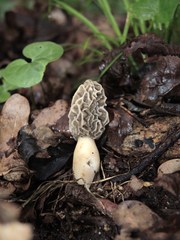Morchella esculenta