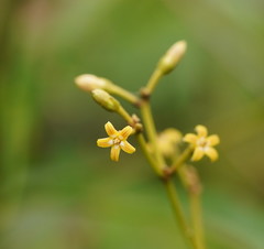Parsonsia brownii