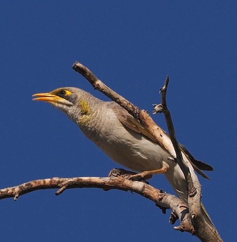Yellow-throated Miner