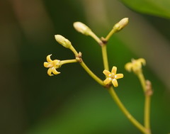 Parsonsia brownii